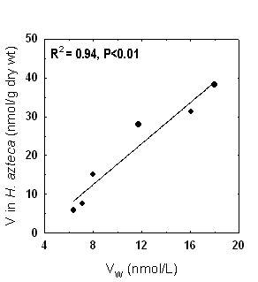 Figure 2. Relation entre les concentrations de vanadium dans l'amphipode H. azteca et les concentrations de vanadium dissous moyennes après 17 jours de déploiement dans deux rivières touchées par l'exploitation de mines de métaux dans le Nord-Ouest québécois. Les concentrations de la masse totale ont été corrigées pour le temps 0, les concentrations de fond. On a obtenu les niveaux de vanadium dissous après avoir filtré les échantillons d'eau sur des membranes de 0,45-µm et on les a corrigés en fonction des échantillons-témoins. Les données pour les deux rivières sont combinées dans ces relations (3 sites par rivière et 5 périodes d'échantillonnage par site) – leurs caractéristiques physiques et chimiques sont à peu près semblables (adapté de Couillard et al., 2008)