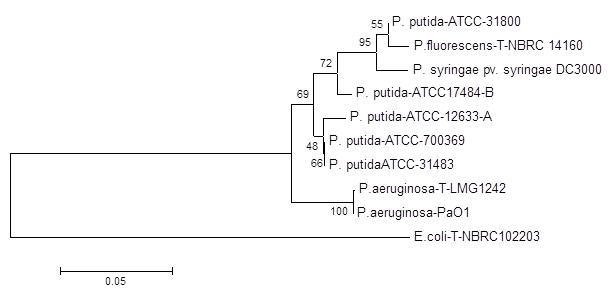 Arbre phylogénétique des souches de P. putida de la LIS fondé sur la séquence du gène de lARNr 16S (voir la longue description ci-dessous)