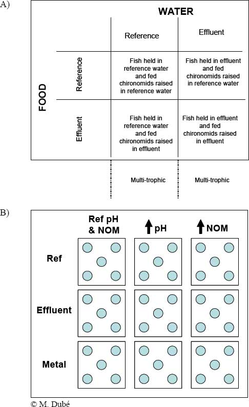 Figure 9-8: A) Factorial  experimental design to investigate the importance of water vs. diet in  responses of Fathead Minnow to metal mine effluent in modular mesocosms; B) Experimental design to investigate the influence of pH and natural organic  matter (NOM) on Fathead Minnow responses after exposure to an MME mixture and a  single metal in multitrophic modular mesocosms.