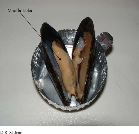 Figure 9-10: Mussel showing ripe mantle lobe