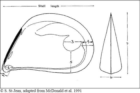 Figure 9-12: Mytilus spp. shell scars markings