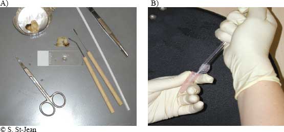 Figure 9-16: A) Mantle plug and tools necessary for its removal; B) Mantle plug after homogenization and ready for assessment