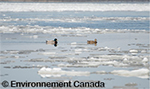 Two ducks swimming in paritially frozen water.