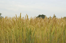 Photo of a wheat field. Photo: Photolux Commercial Studio © Environment Canada, 2002