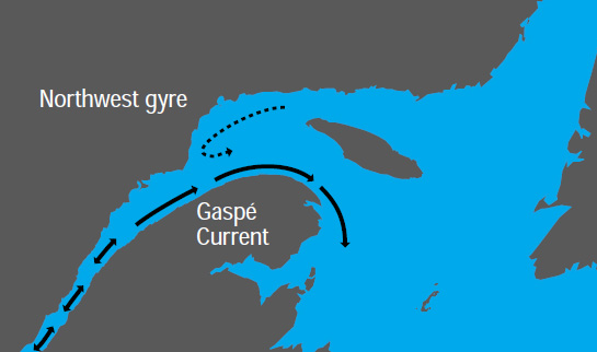 The Northwest gyre rotates counter clockwise along the Québec shoreline near the entrance of the St. Lawrence River. The Gaspé Current flows clockwise around the Gaspé Peninsula.