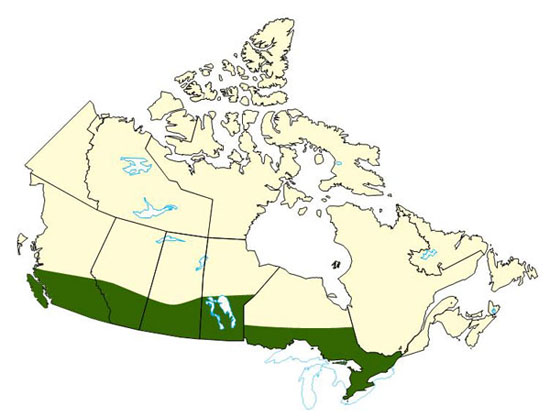 Carte du Canada mettant en surbrillance les régions touchées par une série de tempêtes de grêles pendant l'été 2008