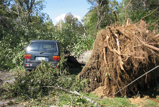 Fallen trees caused extensive vehicle damage. Photo: Chris Fogarty