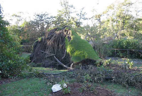 Close up view of trees in the Halifax Public Gardens toppled by Juan. Photo: Chris Fogarty