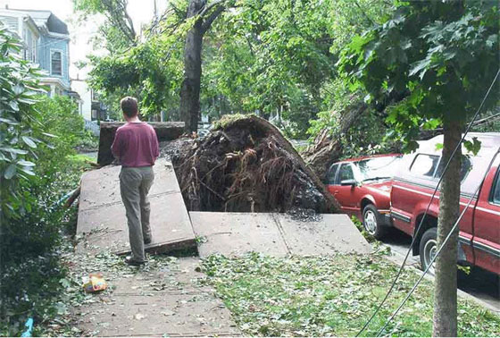 Many sidewalks were impassable after the hurricane. Photo: Pete Young